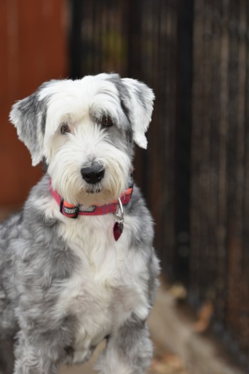 Mini Sheepadoodle Puppy For Sale - Windy City Pups